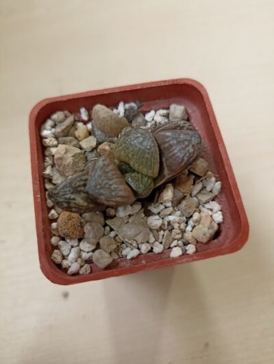 Haworthia Splendens Inca Rose