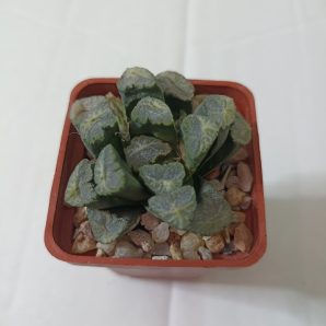 Haworthia Maughanii x Keganii SY 122.2