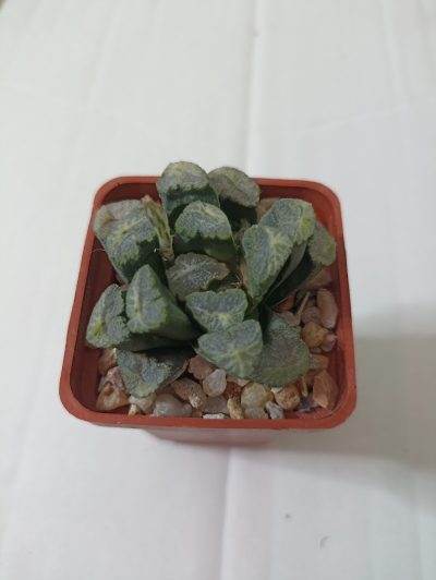 Haworthia Maughanii x Keganii SY 122.2