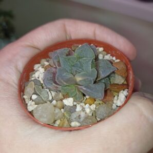 Haworthia Paradise Flower Variegata