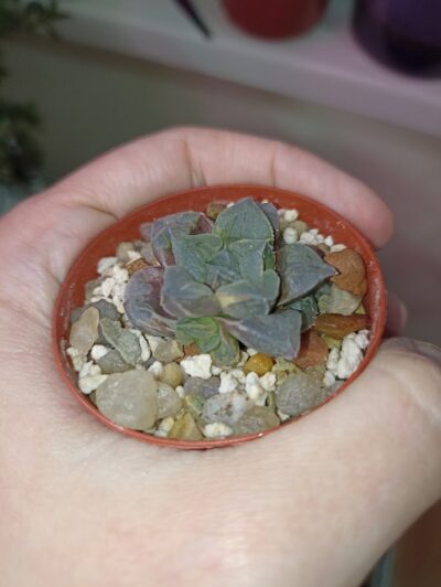 Haworthia Paradise Flower Variegata