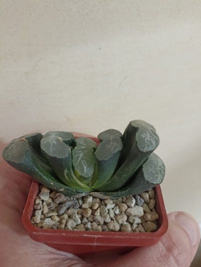 Haworthia Truncata Variegata - Зображення 3