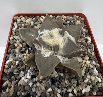 Ariocarpus retusus, Ejido San Rafael, SLP - Зображення 3