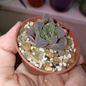 Haworthia Paradise Flower Variegata