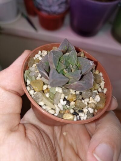 Haworthia Paradise Flower Variegata