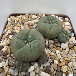 Lophophora jourdaniana