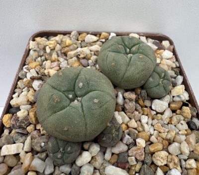 Lophophora jourdaniana