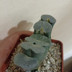 Haworthia Truncata Variegata
