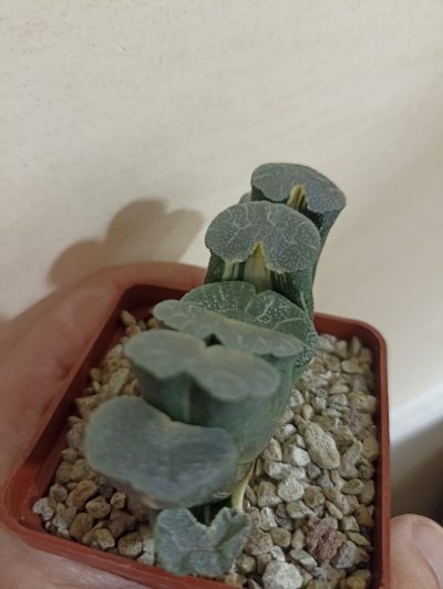 Haworthia Truncata Variegata