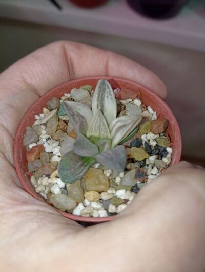 Haworthia Mutica Hybrid Variegated Детка - Зображення 2