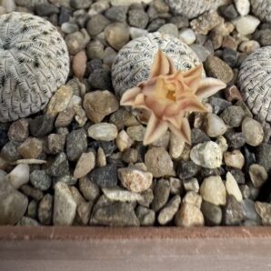 MG.827. Mammillaria pectinifera
