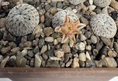 MG.827. Mammillaria pectinifera