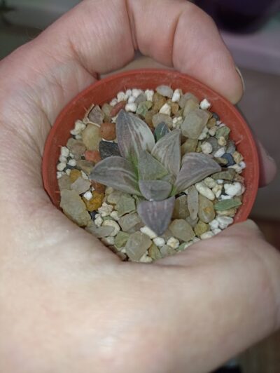 Haworthia Variegated 'Mutica' - Зображення 2