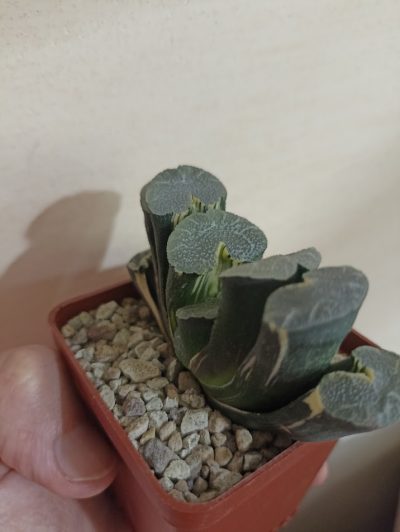 Haworthia Truncata Variegata - Зображення 2