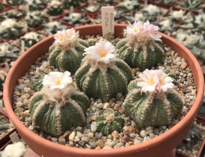 Aztekium ritteri - Зображення 2