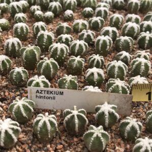 Aztekium hintonii
