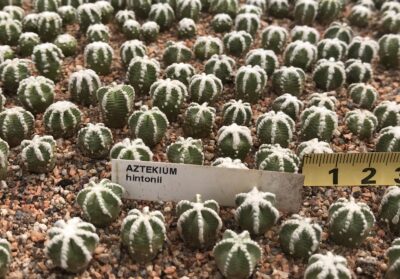 Aztekium hintonii