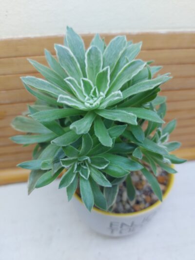 Aeonium cv. 'Ballerina' - Зображення 2