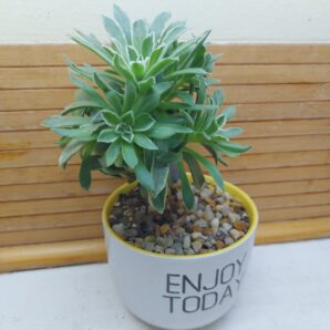 Aeonium cv. 'Ballerina'