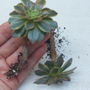 Aeonium cv. 'Halloween' var.