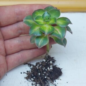 Aeonium cv. Lemon Lime