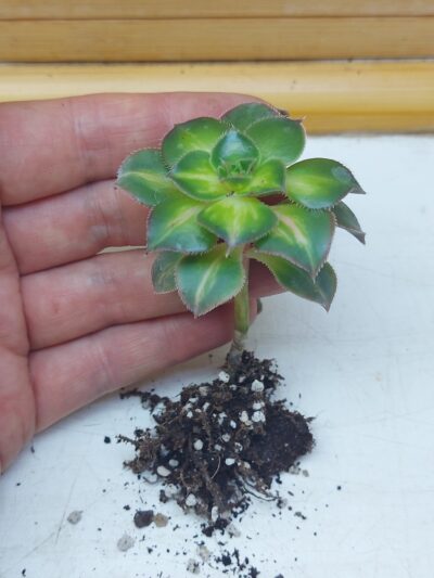Aeonium cv. Lemon Lime