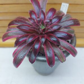 Aeonium cv. 'Peacock' var.
