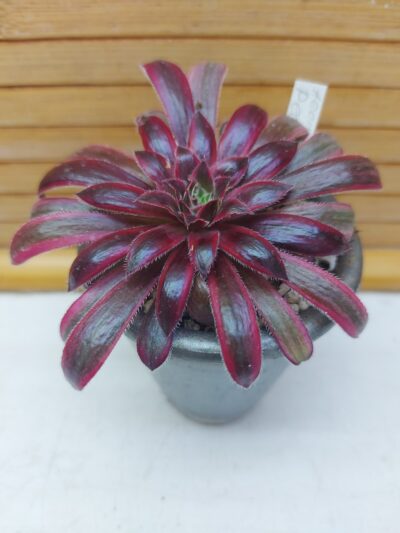 Aeonium cv. 'Peacock' var.