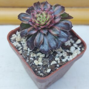 Aeonium cv. ‘Mardi Gras’