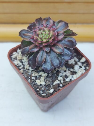 Aeonium cv. ‘Mardi Gras’