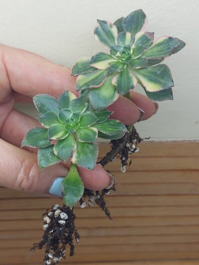 Aeonium cv. ‘Red Edge’ f. var.