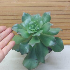 Aeonium nobile hybr.