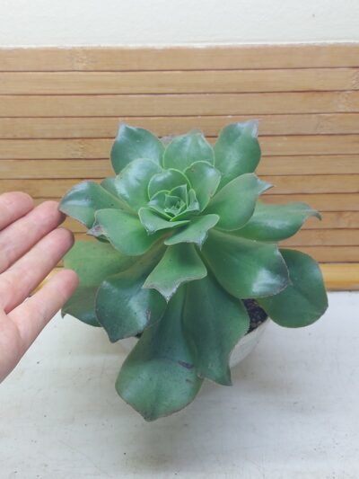 Aeonium nobile hybr.