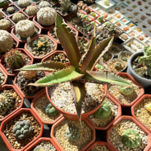 Agave titanota 'Red Catweazle'