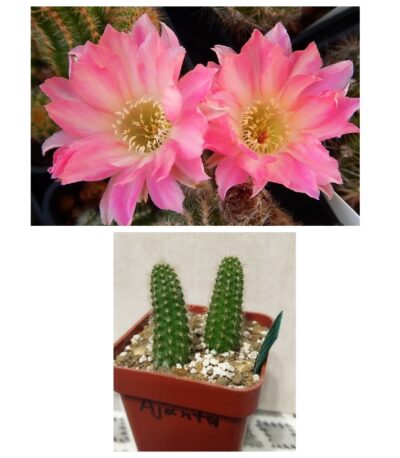 Chamaecereus hybrid Ajanta Pan19.387.18