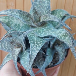 Aloe spec.
