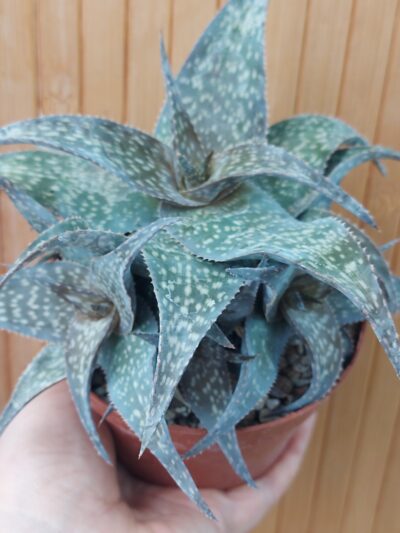 Aloe spec.