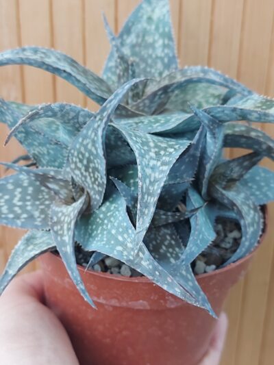 Aloe spec. - Зображення 2