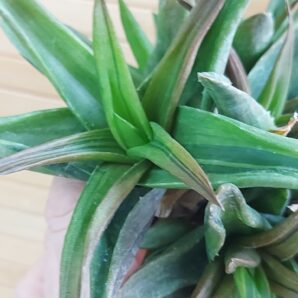 Aloe cv. 'Black Gem'