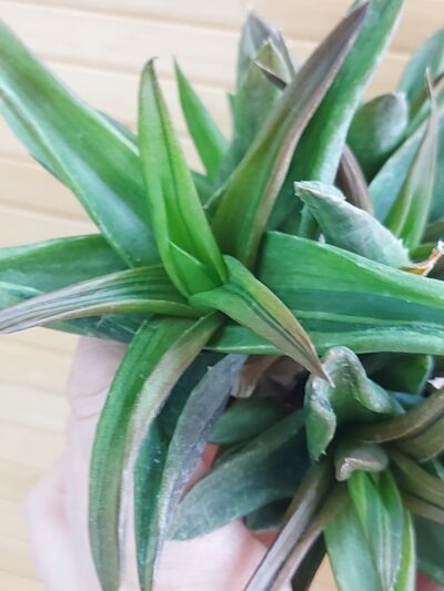 Aloe cv. 'Black Gem'
