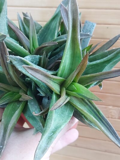 Aloe cv. 'Black Gem' - Зображення 2