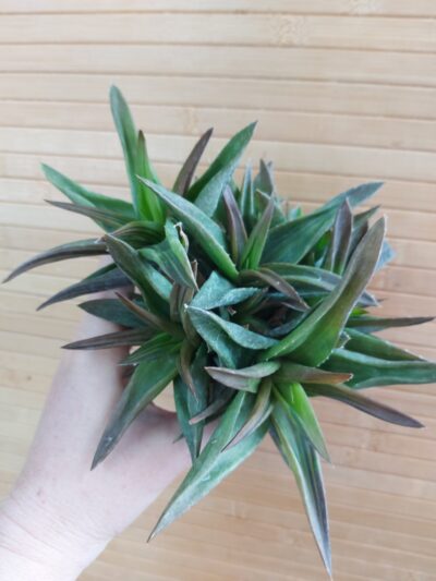 Aloe cv. 'Black Gem' - Зображення 3