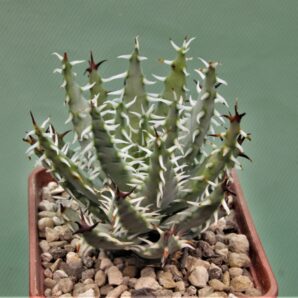 aloe-erinacea