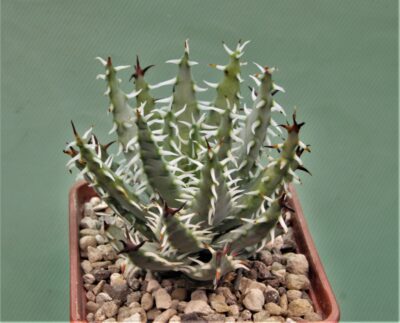 aloe-erinacea