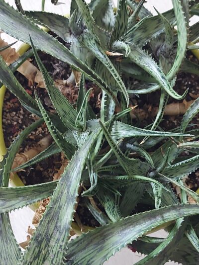 Aloe somaliensis - Зображення 4