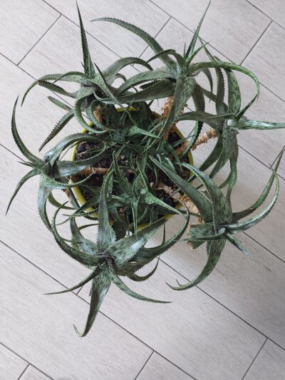 Aloe somaliensis - Зображення 2
