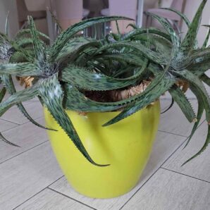 Aloe somaliensis