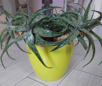 Aloe somaliensis