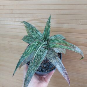 Aloe somaliensis