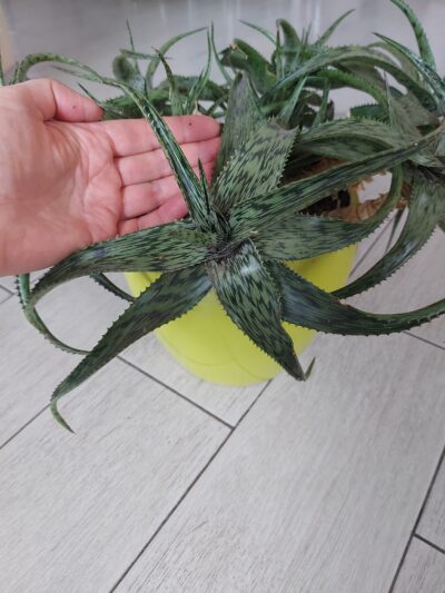 Aloe somaliensis - Зображення 3